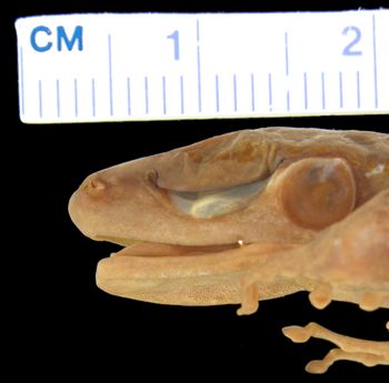 Media type: image; Herpetology A-137829